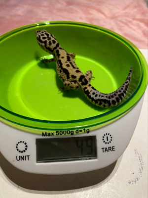 Leopardgecko's Weibchen Bild 6