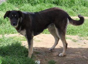 Zena, geb. ca. 05 2021, lebt in GR, auf einem Gelände, auf dem die Hunde notdürftig versorgt werden Bild 5