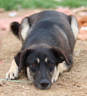 Zena, geb. ca. 05 2021, lebt in GR, auf einem Gelände, auf dem die Hunde notdürftig versorgt werden Bild 8