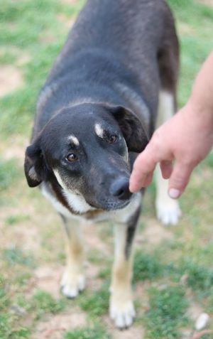 Zena, geb. ca. 05 2021, lebt in GR, auf einem Gelände, auf dem die Hunde notdürftig versorgt werden Bild 10