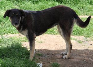 Zena, geb. ca. 05 2021, lebt in GR, auf einem Gelände, auf dem die Hunde notdürftig versorgt werden Bild 4