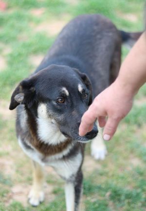 Zena, geb. ca. 05 2021, lebt in GR, auf einem Gelände, auf dem die Hunde notdürftig versorgt werden Bild 9