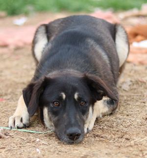 Zena, geb. ca. 05 2021, lebt in GR, auf einem Gelände, auf dem die Hunde notdürftig versorgt werden Bild 7