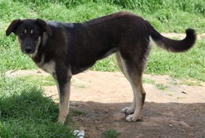 Zena, geb. ca. 05 2021, lebt in GR, auf einem Gelände, auf dem die Hunde notdürftig versorgt werden Bild 3