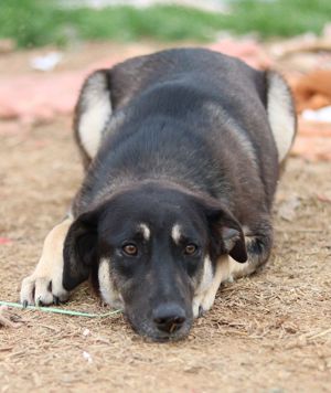 Zena, geb. ca. 05 2021, lebt in GR, auf einem Gelände, auf dem die Hunde notdürftig versorgt werden Bild 6