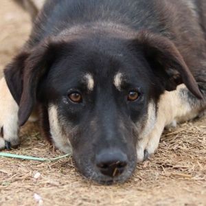 Zena, geb. ca. 05 2021, lebt in GR, auf einem Gelände, auf dem die Hunde notdürftig versorgt werden Bild 1