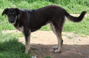 Zena, geb. ca. 05 2021, lebt in GR, auf einem Gelände, auf dem die Hunde notdürftig versorgt werden Bild 2