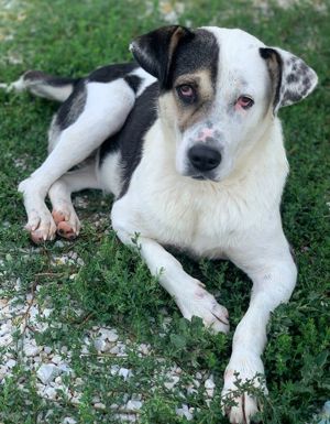 Marisa, geb. ca. 12 2017, lebt in GRIECHENLAND, im städt. Tierheim Serres Bild 9