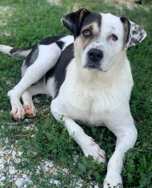 Marisa, geb. ca. 12 2017, lebt in GRIECHENLAND, im städt. Tierheim Serres Bild 10