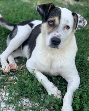 Marisa, geb. ca. 12 2017, lebt in GRIECHENLAND, im städt. Tierheim Serres Bild 8