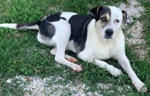 Marisa, geb. ca. 12 2017, lebt in GRIECHENLAND, im städt. Tierheim Serres Bild 6