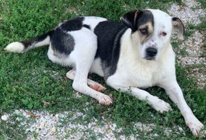 Marisa, geb. ca. 12 2017, lebt in GRIECHENLAND, im städt. Tierheim Serres Bild 7