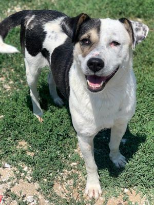 Marisa, geb. ca. 12 2017, lebt in GRIECHENLAND, im städt. Tierheim Serres Bild 2