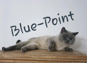 suche  BKH Blue Point Deckkater ohne Erbkrankheiten, mit Untersuchungen Bild 4