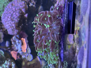 Meerwasser, Gorgonie, Porites, Euphyllia, ...