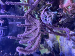 Meerwasser, Gorgonie, Euphyllia, Seriotopora ... Bild 2