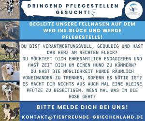 Dringend Pflegestellen gesucht für Hunde