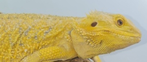 Suche Bartagame Citrus gelb Hypo