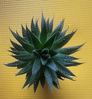  Sehr schöne Aloe Aristata Zimmerpflanze Bild 2