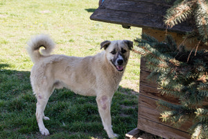 *DEXTER* ist ein Kangal Mischling und sollte zu entsprechend erfahrenen Menschen. 