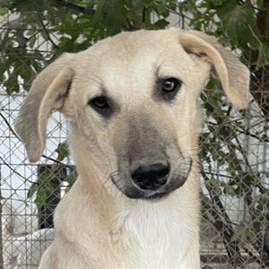 Hänschen, geb. ca. 03 2023, lebt in GRIECHENLAND, im städt. Tierheim Serres