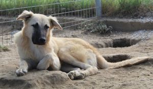 Arlo, geb. ca. 02 2023, lebt in GRIECHENLAND, im städt. Tierheim Serres Bild 6