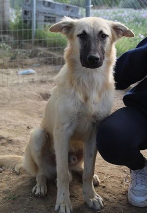 Arlo, geb. ca. 02 2023, lebt in GRIECHENLAND, im städt. Tierheim Serres Bild 5