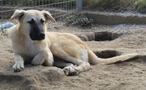 Arlo, geb. ca. 02 2023, lebt in GRIECHENLAND, im städt. Tierheim Serres Bild 7