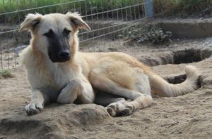 Arlo, geb. ca. 02 2023, lebt in GRIECHENLAND, im städt. Tierheim Serres Bild 8