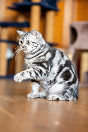 BKH Deckkater mit Erfahrungen,.farben Black-silber-classik -tabby