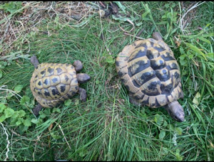 Griechische Landschildkröte 