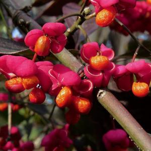 Pfaffenhütchen  Spindelstrauch (Euonymus europaeus) Saatgut