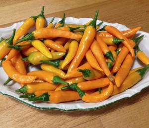 Chili Criolla Sella Saatgut, gute Anfängersorte, frisch und ertragreich Bild 3