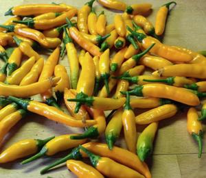 Chili Criolla Sella Saatgut, gute Anfängersorte, frisch und ertragreich Bild 2