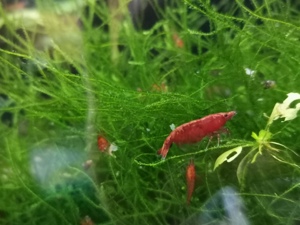 10 St gut gefärbte Bloody Mary Garnelen (Neocaridina davidi) rot Bild 2
