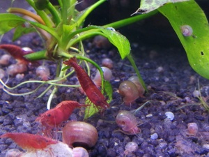 10 St gut gefärbte Bloody Mary Garnelen (Neocaridina davidi) rot Bild 3