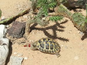 Schildkröten Babys griechische Landschildkröten mit Cites Papieren 2023 Bild 1