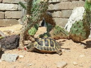 Schildkröten Babys griechische Landschildkröten mit Cites Papieren 2023 Bild 4