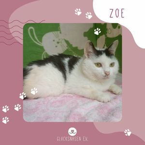 Katze Zoe wartet sehnsüchtig auf Post von Dir Bild 1