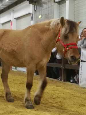 Reitbeteiligung  (Pferd sucht Reiter) Bild 3