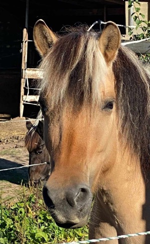 Reitbeteiligung  (Pferd sucht Reiter)