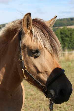 Reitbeteiligung  (Pferd sucht Reiter) Bild 2