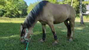 Reitbeteiligung  (Pferd sucht Reiter) Bild 9