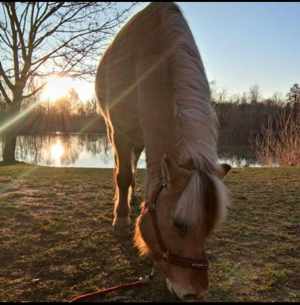 Reitbeteiligung  (Pferd sucht Reiter) Bild 8