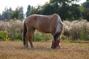 Reitbeteiligung  (Pferd sucht Reiter) Bild 10