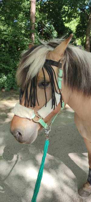 Reitbeteiligung  (Pferd sucht Reiter) Bild 7