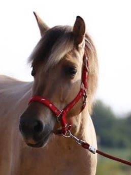 Reitbeteiligung  (Pferd sucht Reiter) Bild 5