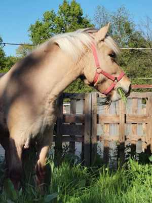 Reitbeteiligung  (Pferd sucht Reiter) Bild 6