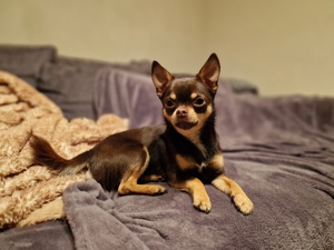 Deckrüde Chihuahua. Kein Verkauf!  Bild 2