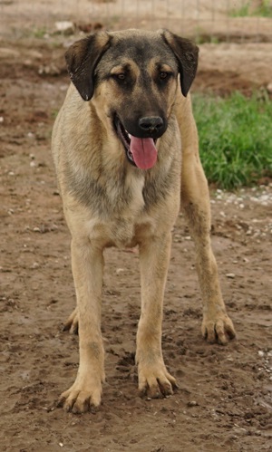 Liam, geb. ca. 09 2022, lebt in GRIECHENLAND, im städt. Tierheim Serres Bild 9